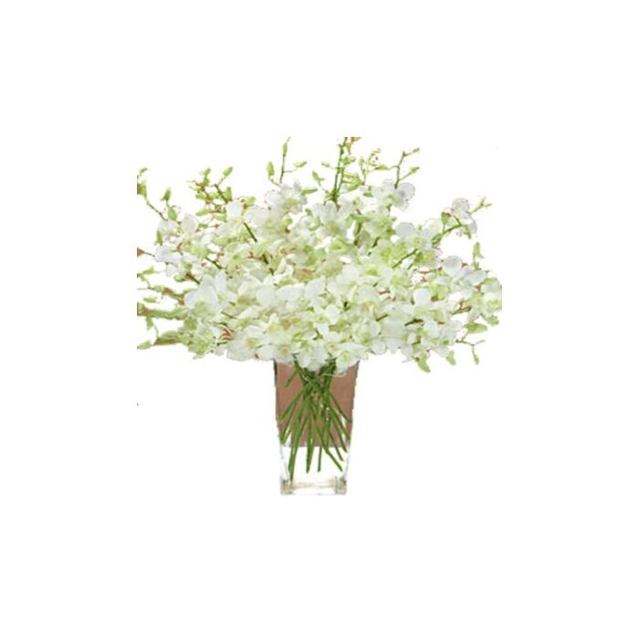ارکیده سفید در یک گلدان 6 ساقه گل
